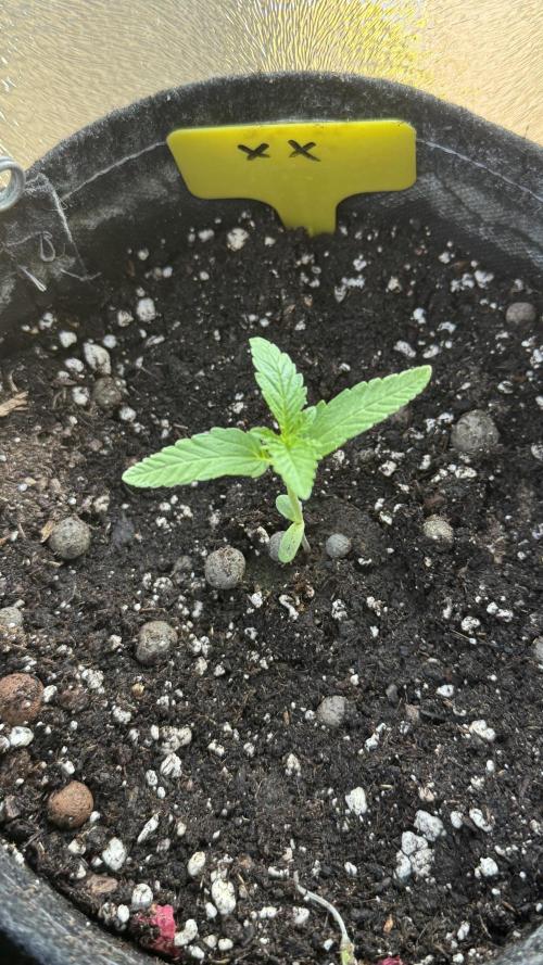 LEMON ZKITTLEZ  X  NORTHERN LIGHTS. Week 2