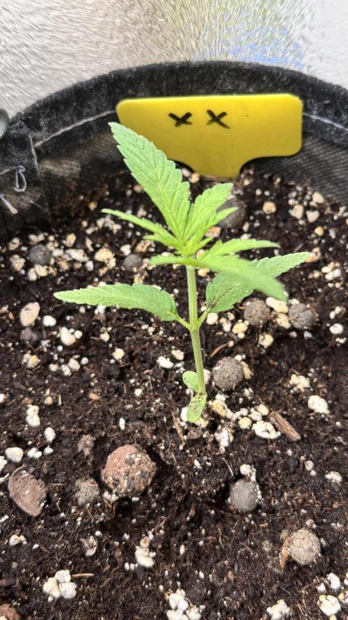 LEMON ZKITTLEZ  X  NORTHERN LIGHTS. Week 2