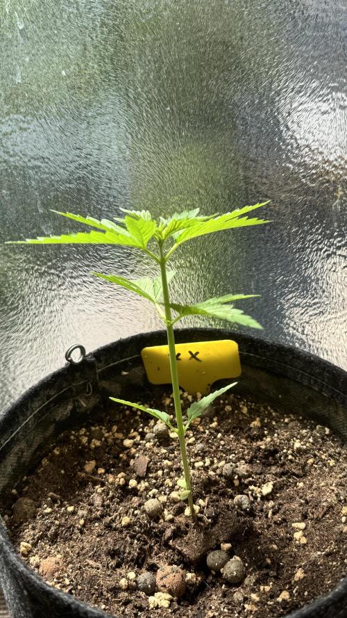 LEMON ZKITTLEZ  X  NORTHERN LIGHTS. Week 3