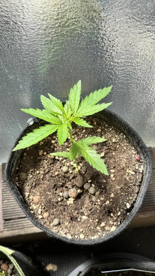 LEMON ZKITTLEZ  X  NORTHERN LIGHTS. Week 3
