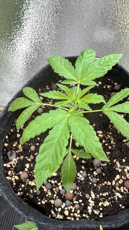 LEMON ZKITTLEZ  X  NORTHERN LIGHTS. Week 4