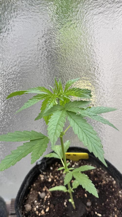 LEMON ZKITTLEZ  X  NORTHERN LIGHTS. Week 4
