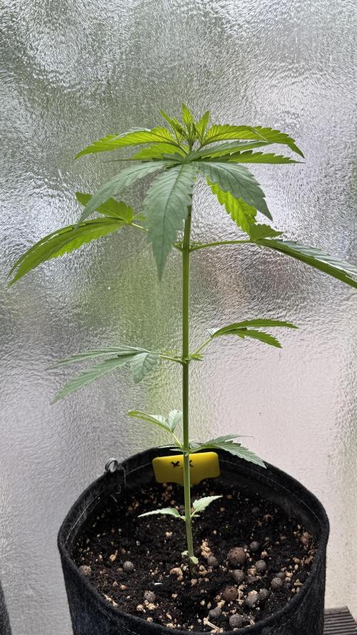 LEMON ZKITTLEZ  X  NORTHERN LIGHTS. Week 5
