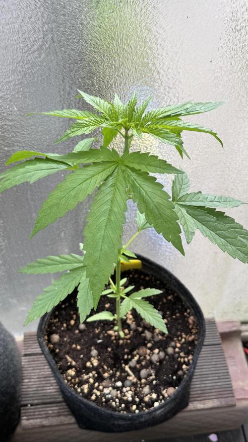 LEMON ZKITTLEZ  X  NORTHERN LIGHTS. Week 5