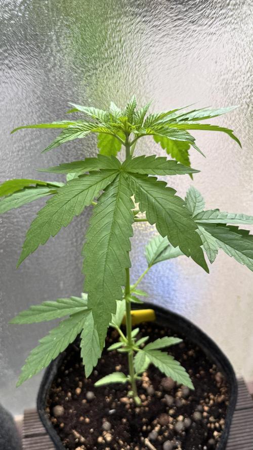 LEMON ZKITTLEZ  X  NORTHERN LIGHTS. Week 5