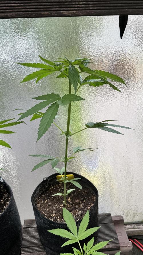 LEMON ZKITTLEZ  X  NORTHERN LIGHTS. Week 6