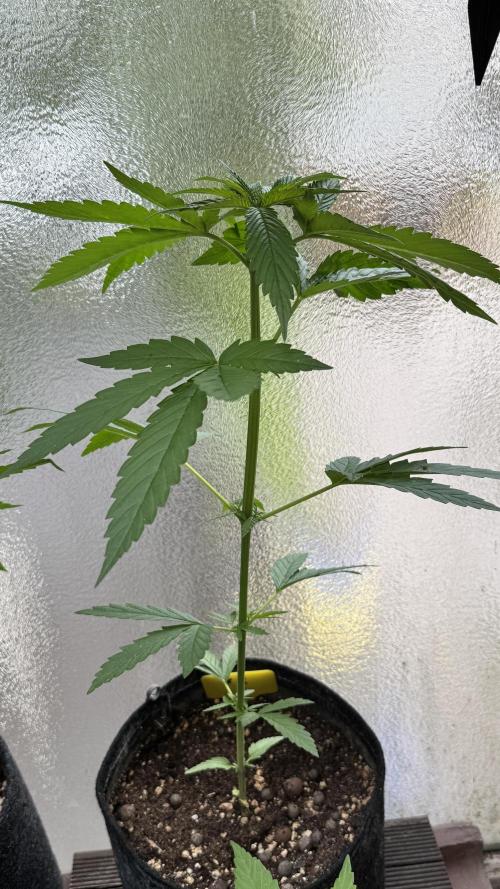 LEMON ZKITTLEZ  X  NORTHERN LIGHTS. Week 6