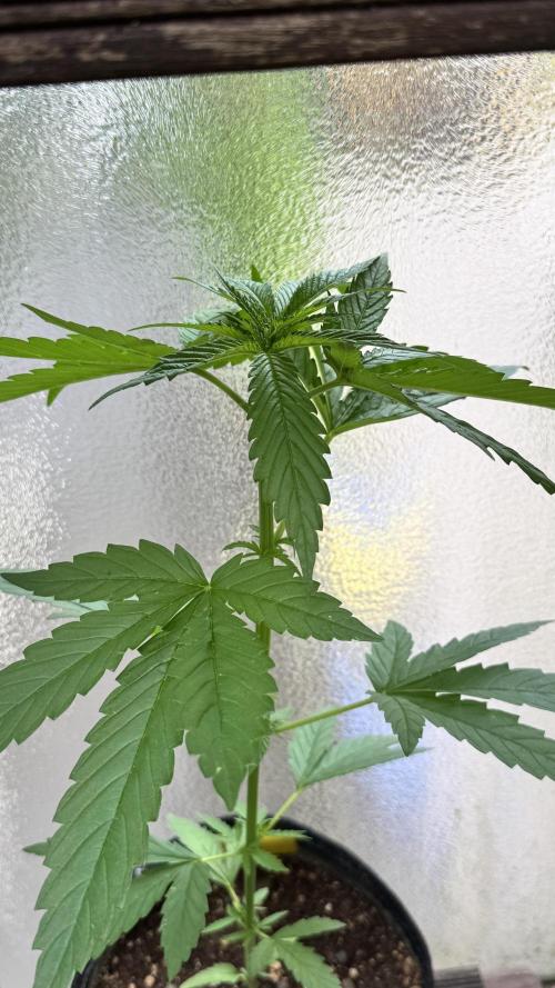 LEMON ZKITTLEZ  X  NORTHERN LIGHTS. Week 6