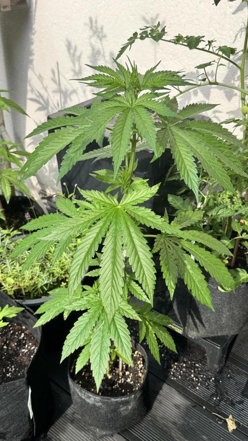 LEMON ZKITTLEZ  X  NORTHERN LIGHTS. Week 7