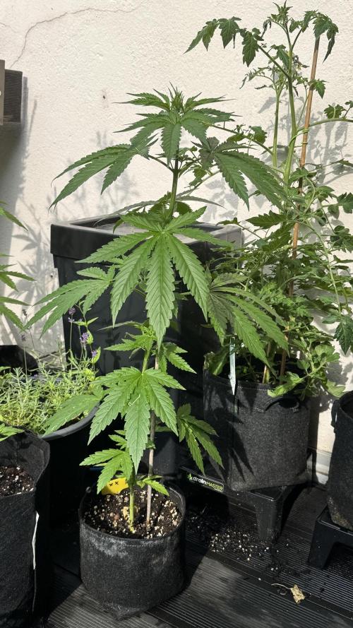 LEMON ZKITTLEZ  X  NORTHERN LIGHTS. Week 7