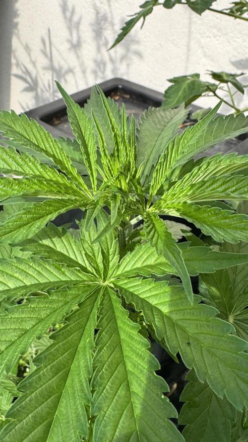 LEMON ZKITTLEZ  X  NORTHERN LIGHTS. Week 7