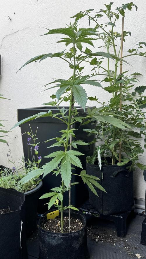LEMON ZKITTLEZ  X  NORTHERN LIGHTS. Week 7