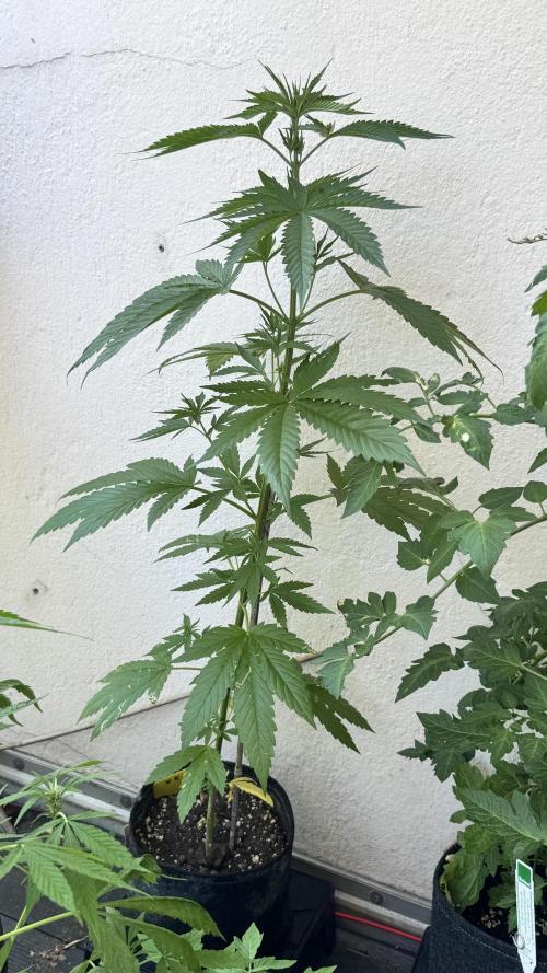 LEMON ZKITTLEZ  X  NORTHERN LIGHTS. Week 7