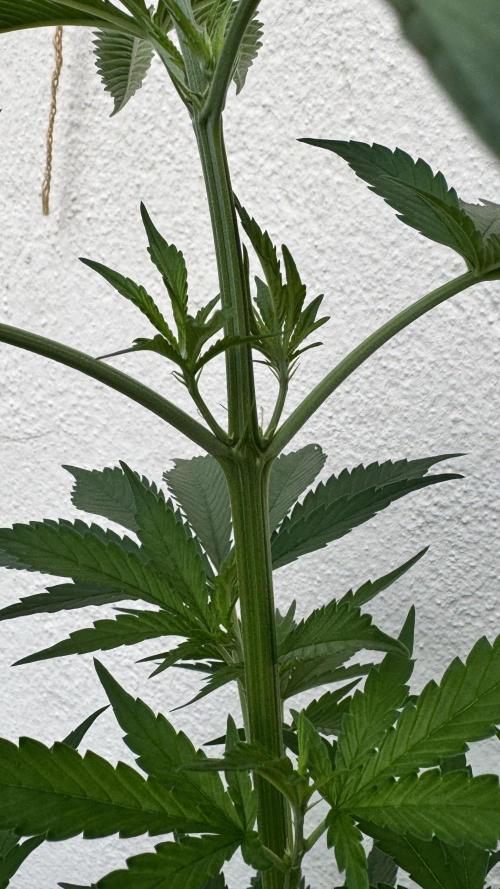 LEMON ZKITTLEZ  X  NORTHERN LIGHTS. Week 8