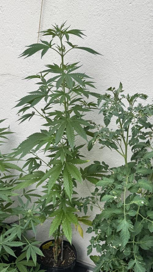 LEMON ZKITTLEZ  X  NORTHERN LIGHTS. Week 8