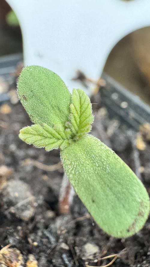 GUAVE RF3 | FAST BUDS | AUTO. Week 0