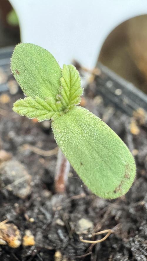 GUAVE RF3 | FAST BUDS | AUTO. Week 0