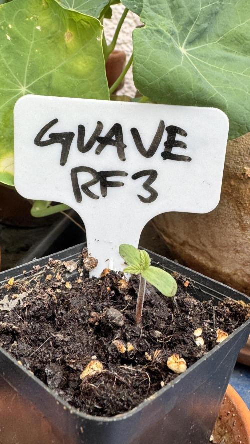 GUAVE RF3 | FAST BUDS | AUTO. Week 0