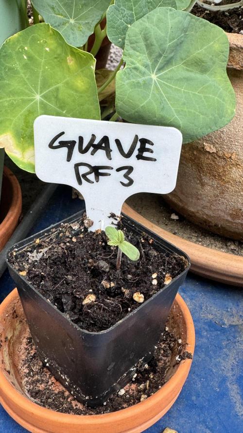 GUAVE RF3 | FAST BUDS | AUTO. Week 0
