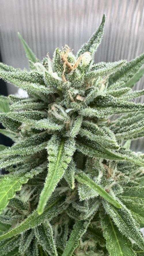 ROYAL DWARF | RQS | AUTO. Week 7