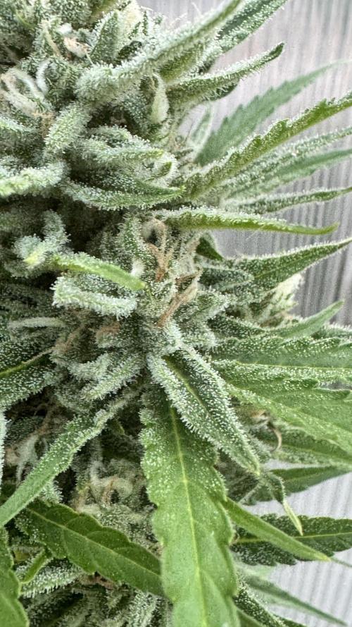 ROYAL DWARF | RQS | AUTO. Week 7