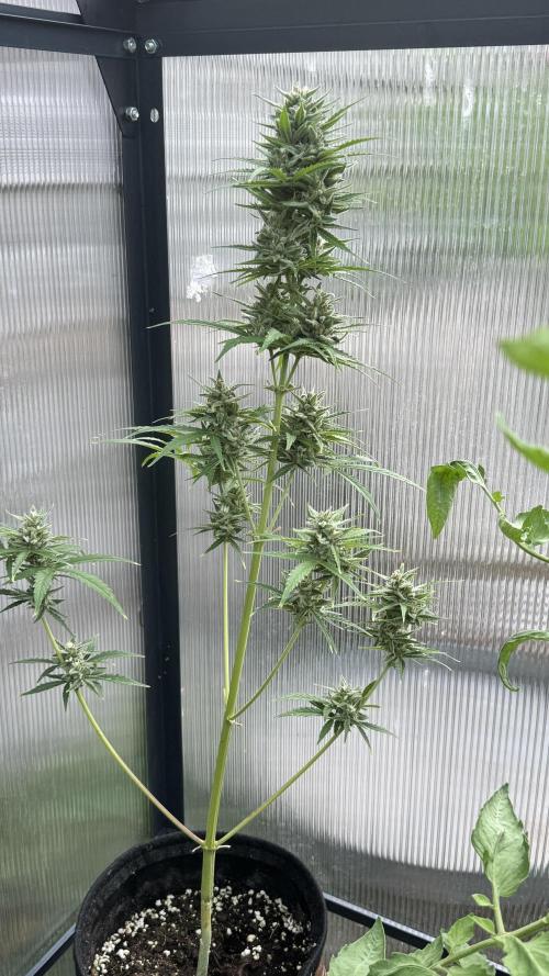 ROYAL DWARF | RQS | AUTO. Week 7