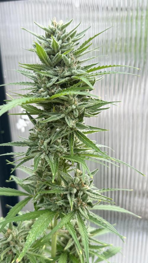 ROYAL DWARF | RQS | AUTO. Week 7