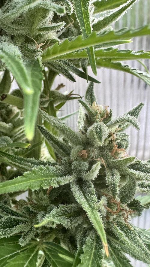 ROYAL DWARF | RQS | AUTO. Week 7