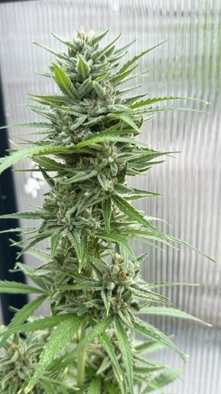 ROYAL DWARF | RQS | AUTO. Week 8