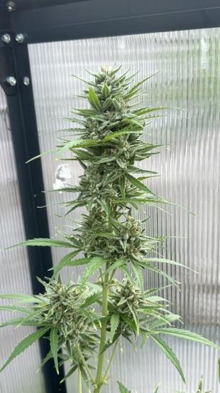 ROYAL DWARF | RQS | AUTO. Week 8