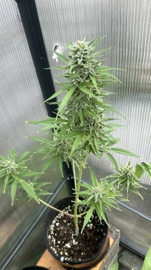 ROYAL DWARF | RQS | AUTO. Week 8