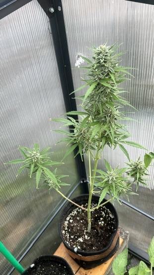 ROYAL DWARF | RQS | AUTO. Week 8