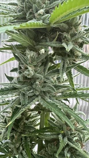 ROYAL DWARF | RQS | AUTO. Week 8