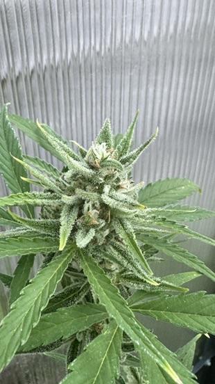 ROYAL DWARF | RQS | AUTO. Week 8