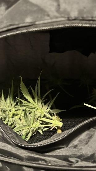 ROYAL DWARF | RQS | AUTO. Week 8
