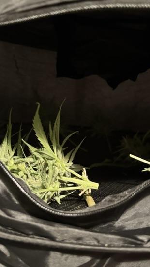 ROYAL DWARF | RQS | AUTO. Week 8