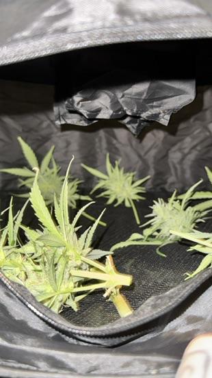 ROYAL DWARF | RQS | AUTO. Week 8
