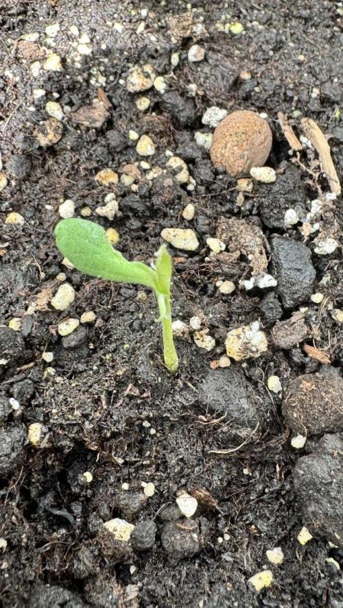 Blueberry Candiez. Week 2