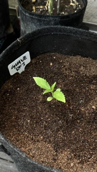 GUAVE RF3 | FAST BUDS | AUTO. Week 1