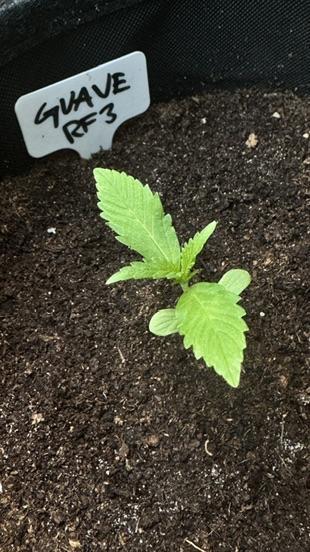 GUAVE RF3 | FAST BUDS | AUTO. Week 1