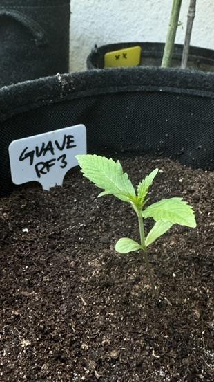 GUAVE RF3 | FAST BUDS | AUTO. Week 1