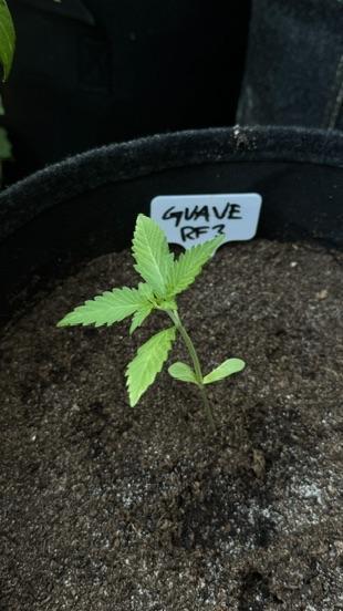 GUAVE RF3 | FAST BUDS | AUTO. Week 1