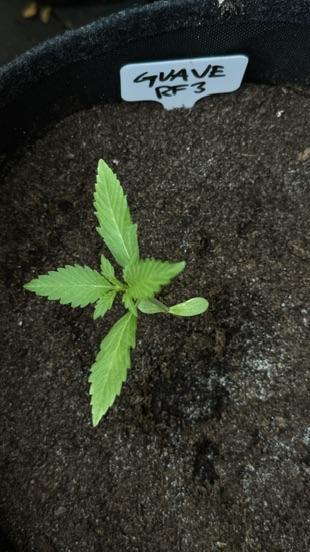 GUAVE RF3 | FAST BUDS | AUTO. Week 1