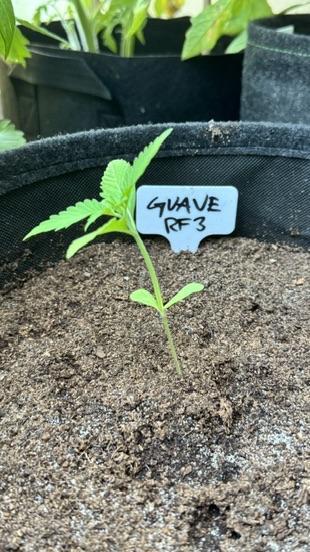 GUAVE RF3 | FAST BUDS | AUTO. Week 1