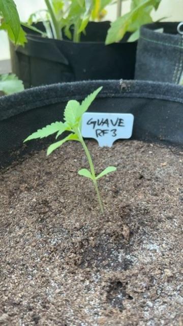 Guava Auto RF3. Week 1