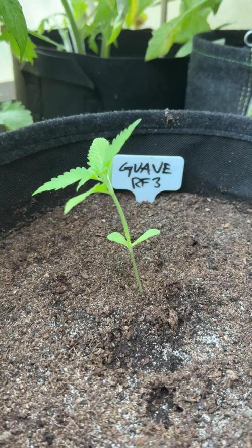 GUAVE RF3 | FAST BUDS | AUTO