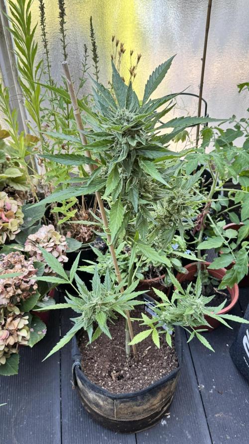 Z-UP AUTO | FAST BUDS | OUTDOOR. Week 7