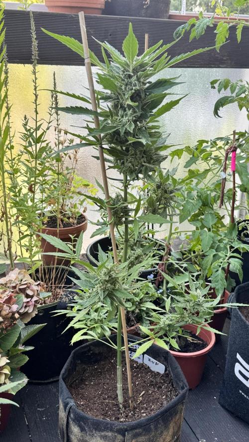 Z-UP AUTO | FAST BUDS | OUTDOOR. Week 7