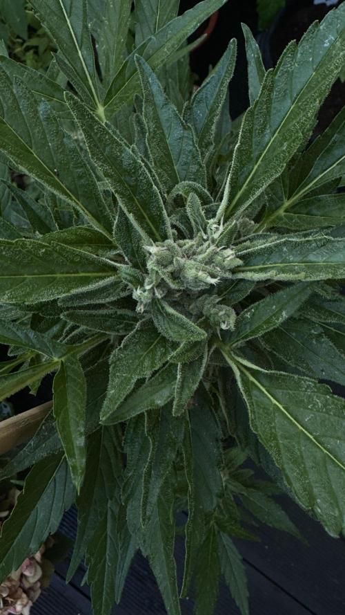 Z-UP AUTO | FAST BUDS | OUTDOOR. Week 7