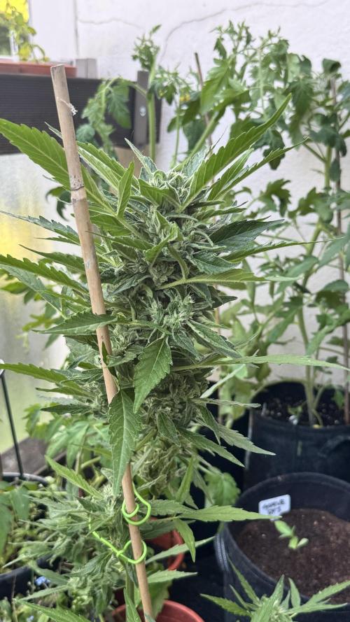 Z-UP AUTO | FAST BUDS | OUTDOOR. Week 7